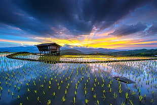 landscape photography of brown house on body of water, rice paddy, hut, terraces, water