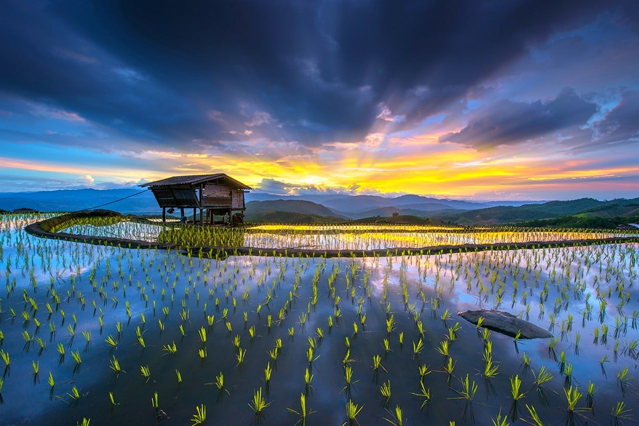 landscape photography of brown house on body of water, rice paddy, hut, terraces, water