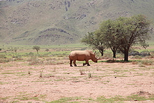 photo of rhinosirus near tree HD wallpaper