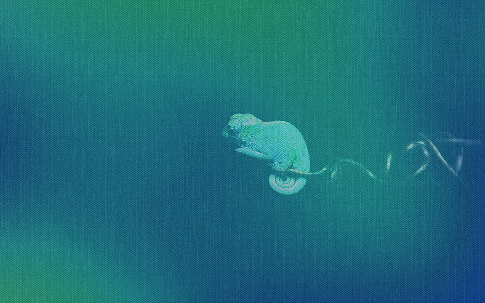 teal chameleon, cameleon, openSUSE HD wallpaper
