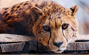 depth of field photo of adult cheetah lying on brown wooden surface