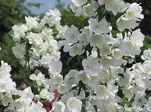 closeup photography of white petaled flowers