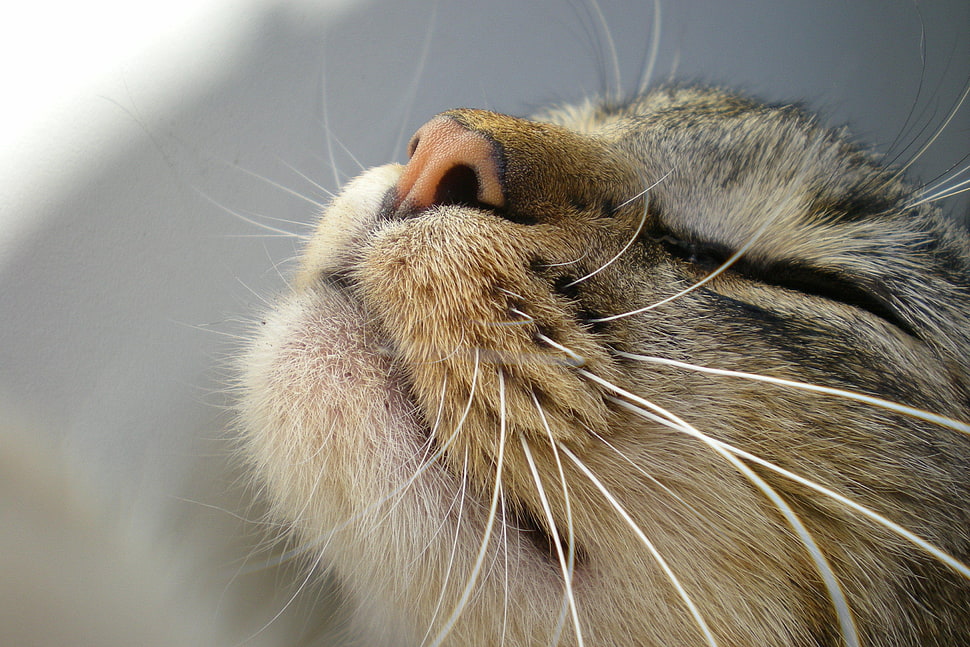 brown tabby cat HD wallpaper