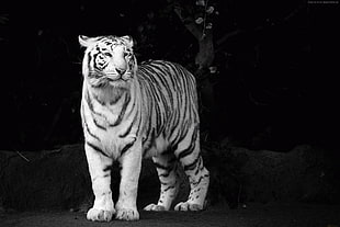 white and black tiger HD wallpaper