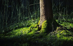 photo of brown and green tree on dim light