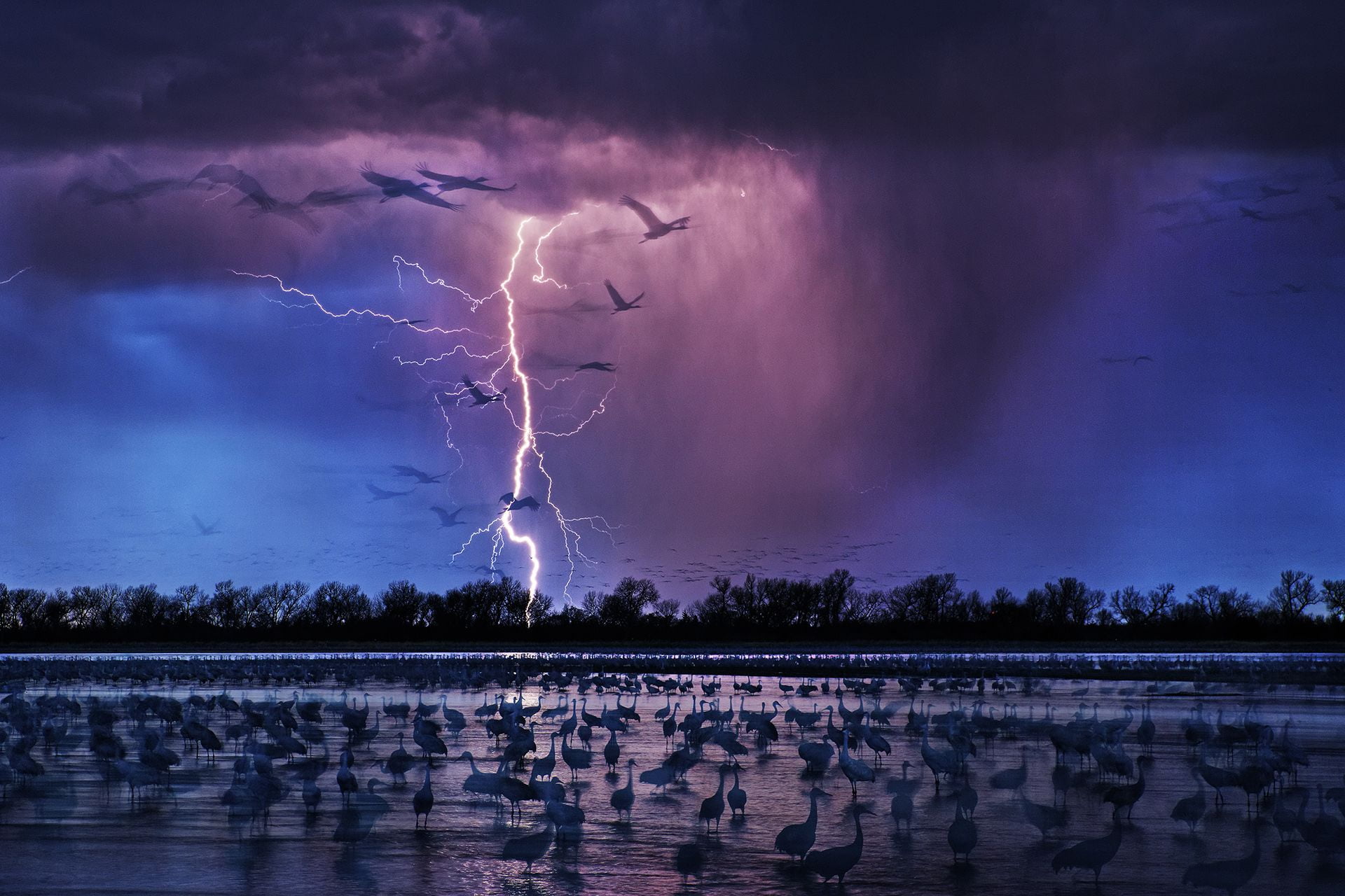 flock of bird, nature, landscape, water, clouds