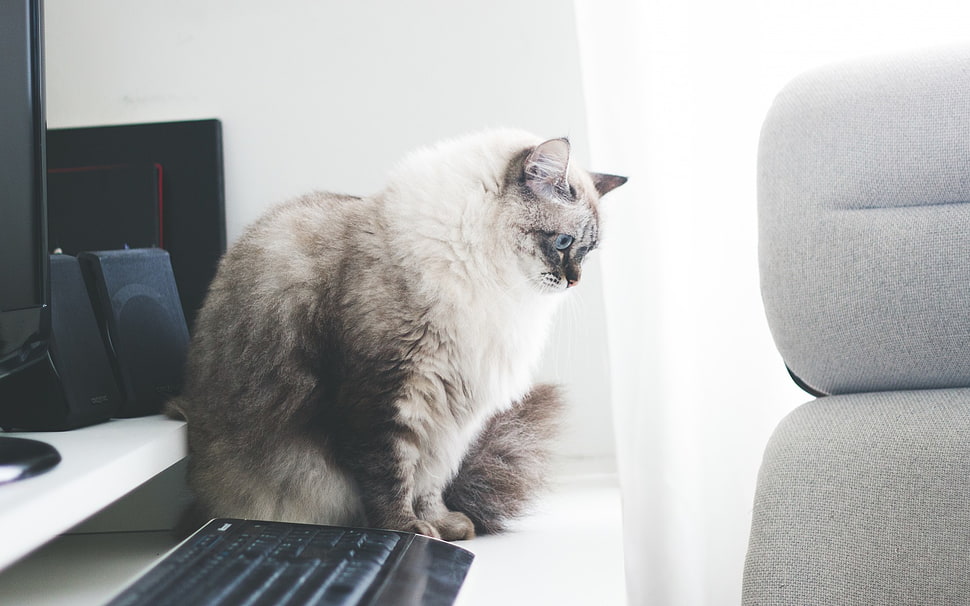 long-fur tan cat HD wallpaper