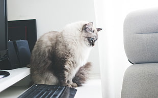 long-fur tan cat