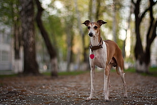 tilt shift photo of Rampur Greyhound