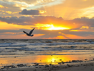Gull flying over shore near ocean during sunset HD wallpaper