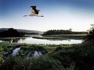 white and black bird soaring on top of body of water under calm sky