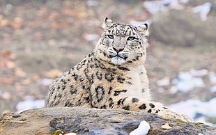 selective focus photo of jaguar