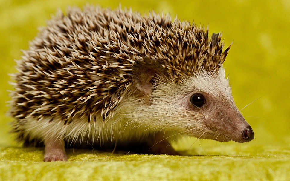 brown and white hedgehog, hedgehog, animals HD wallpaper