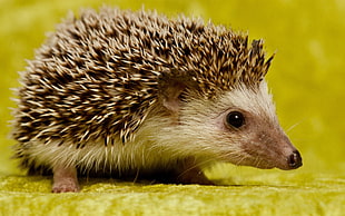 brown and white hedgehog, hedgehog, animals