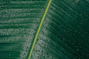 green leaf, Leaf, Surface, Drops HD wallpaper