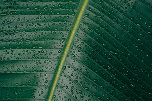 green leaf, Leaf, Surface, Drops