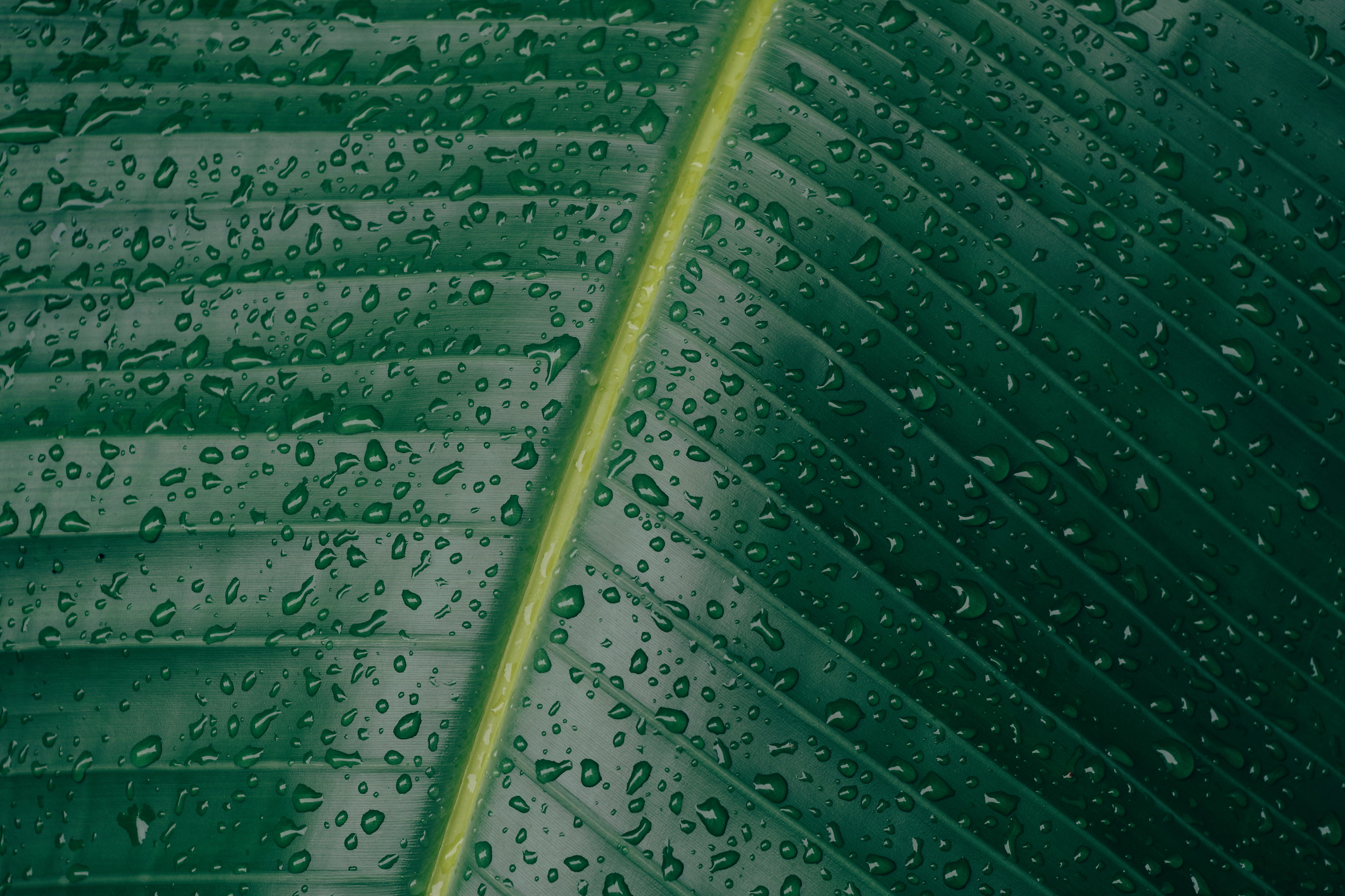 green leaf, Leaf, Surface, Drops