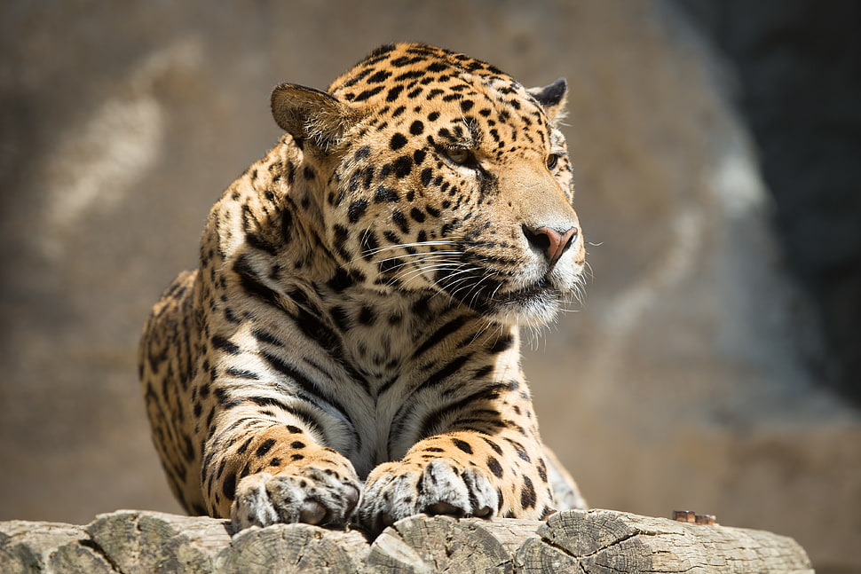shallow focus photography of leopard HD wallpaper