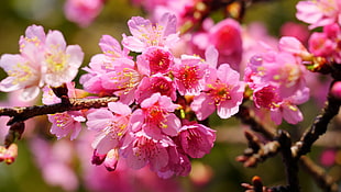 close up photo of pink cherry blossom, yangmingshan