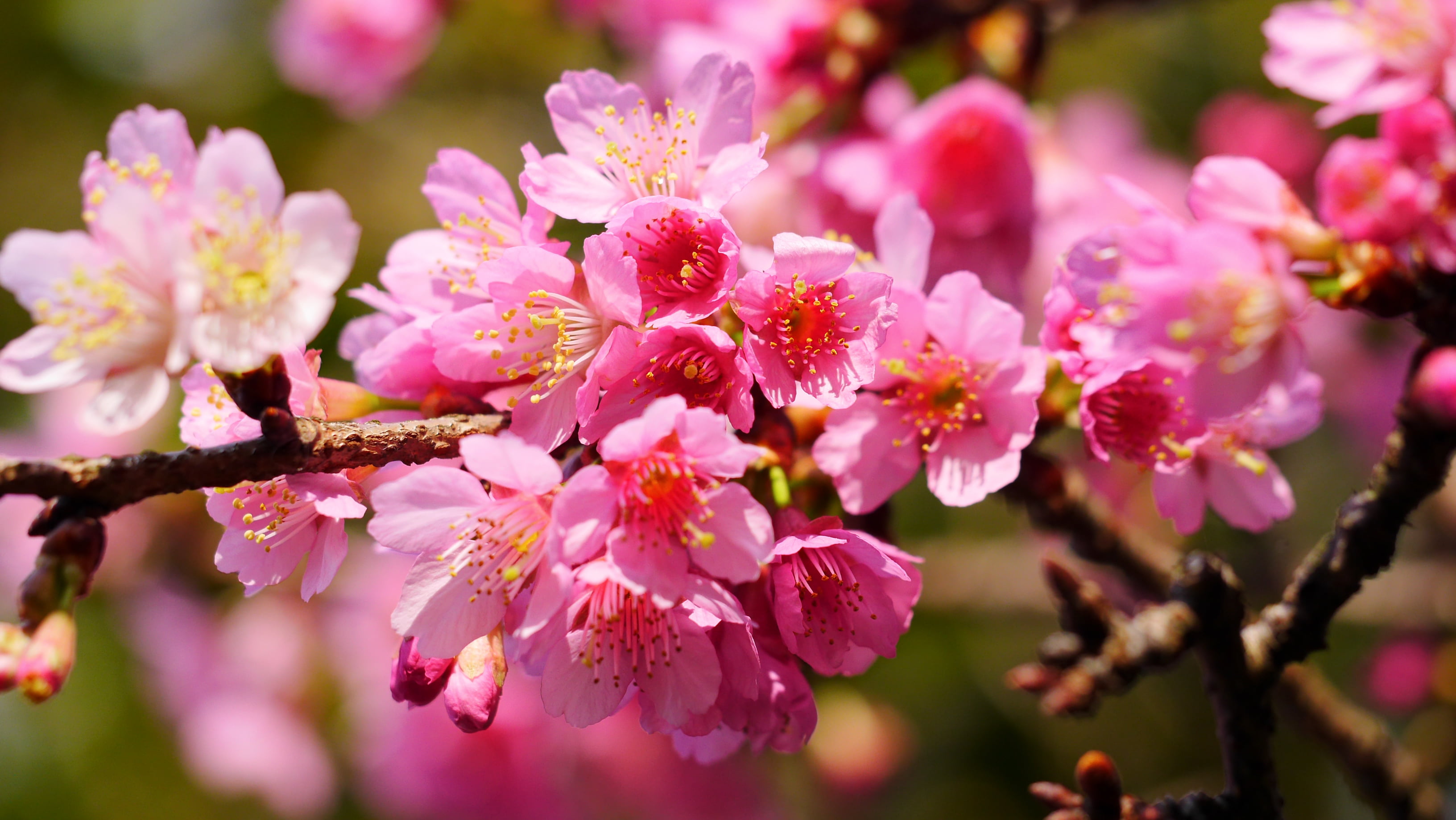 Close up photo of pink cherry blossom, yangmingshan HD wallpaper