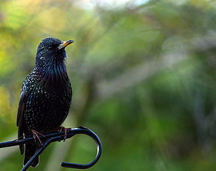 black bird on tree branch photo shot during daytime HD wallpaper