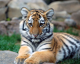 closeup photography of a cub