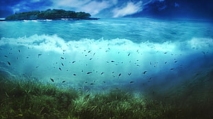fish underwater near islet, sea, nature, island, fish HD wallpaper