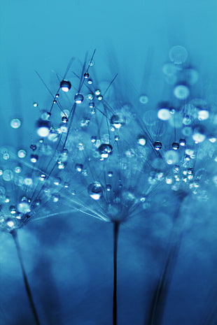 macro photography of water dew on dandelion flower