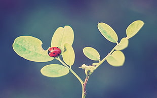 close-up photography of red ladybug perched on green leaf