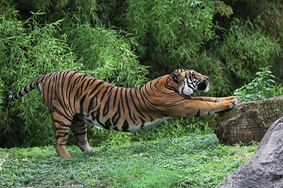 Tiger during daytime HD wallpaper