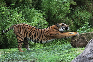 Tiger during daytime