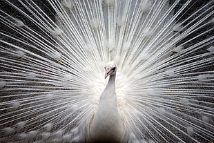 white Peacock in closeup photography HD wallpaper