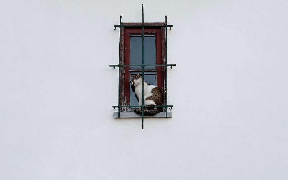 white and brown cat, simple background, wall, animals, cat HD wallpaper