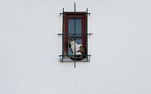 white and brown cat, simple background, wall, animals, cat
