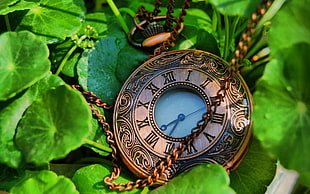 brass framed pocket watch on green leaves macro photography