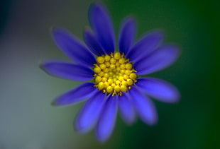 selective focus photography of purple Aster HD wallpaper