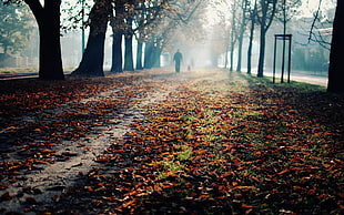 white and black floral area rug, fall, leaves, trees HD wallpaper