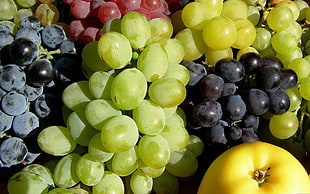 Grapes,  Fruit,  Allsorts,  Colors HD wallpaper