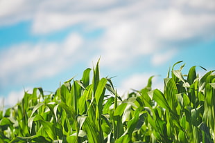field, agriculture, farm, cereals HD wallpaper