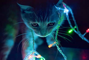 cat wearing LED string lights