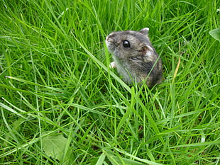 grey and black chinchilla on green grass field, russian dwarf hamster