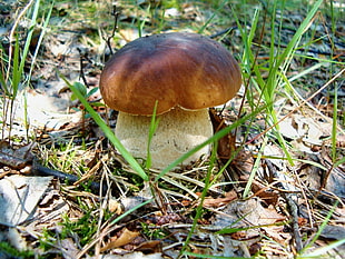 brown and white mushroom besides green grasses