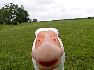 white goose, animals, selfies, geese, memes HD wallpaper