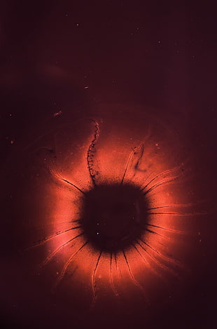 red and black digital wallpaper, nature, psychedelic