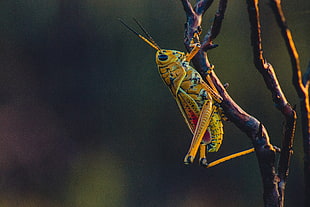 focus photo fo grasshopper on branch HD wallpaper