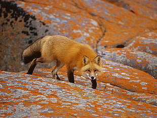 brown and black fox HD wallpaper