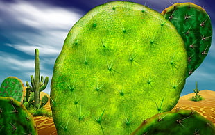 green cactus photography HD wallpaper