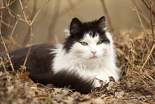 long-fur black and white cat sits of withered grass