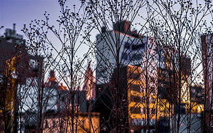 bare trees, New York City, building, cityscape, twigs