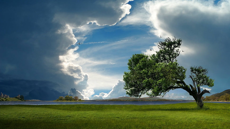 green tree, nature HD wallpaper
